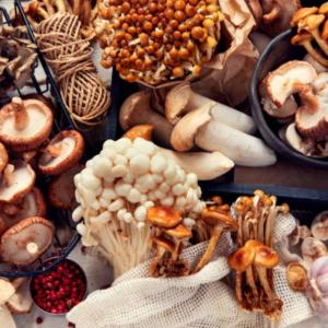 Những Loại Nấm Có Thể Sử Dụng Ở Việt Nam
